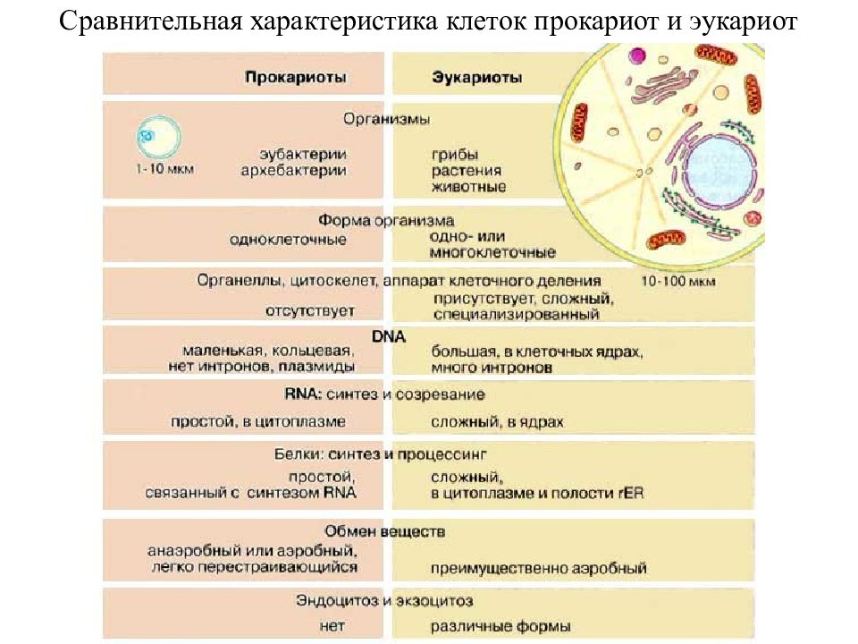 Сравнение прокариотов. Эукариоты таблица. Сравнение прокариот и эукариот таблица. Признаки эукариот. Характеристика эукариотической клетки таблица.