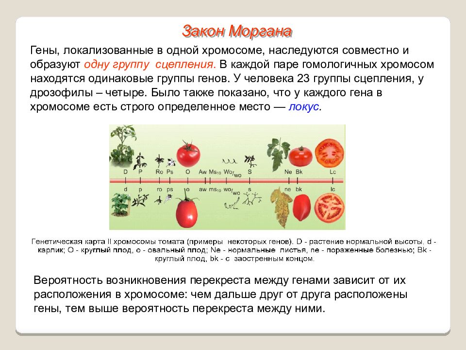 Закон моргана биология презентация