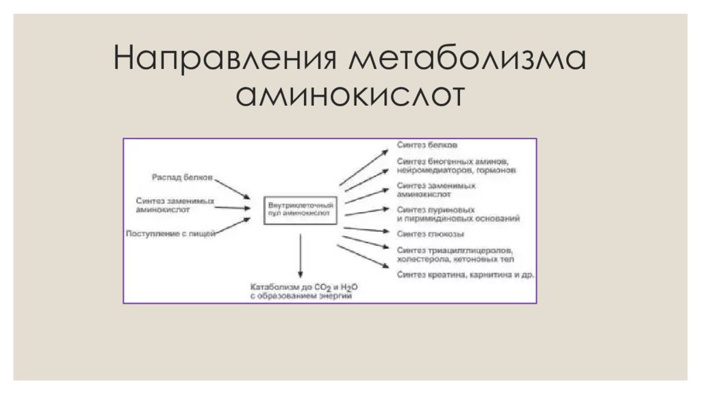 Обмен веществ направления. Направления обмена веществ. Направленность обменов веществ. Направленность биотрансформации. Общую направленность биотрансформации метаболизма.