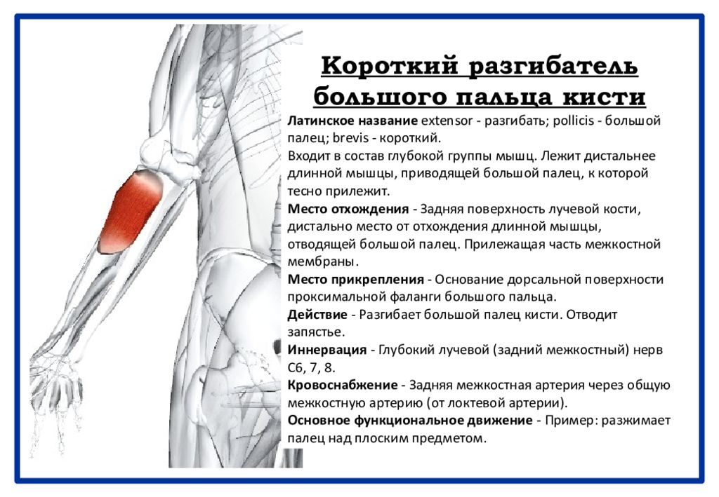 Длинные мышцы кисти. Разгибатели 1 пальца. Длинный разгибатель 1 пальца. Длинный разгибатель пальцев стопы мышца. Мышца отводящая большой палец кисти иннервация.