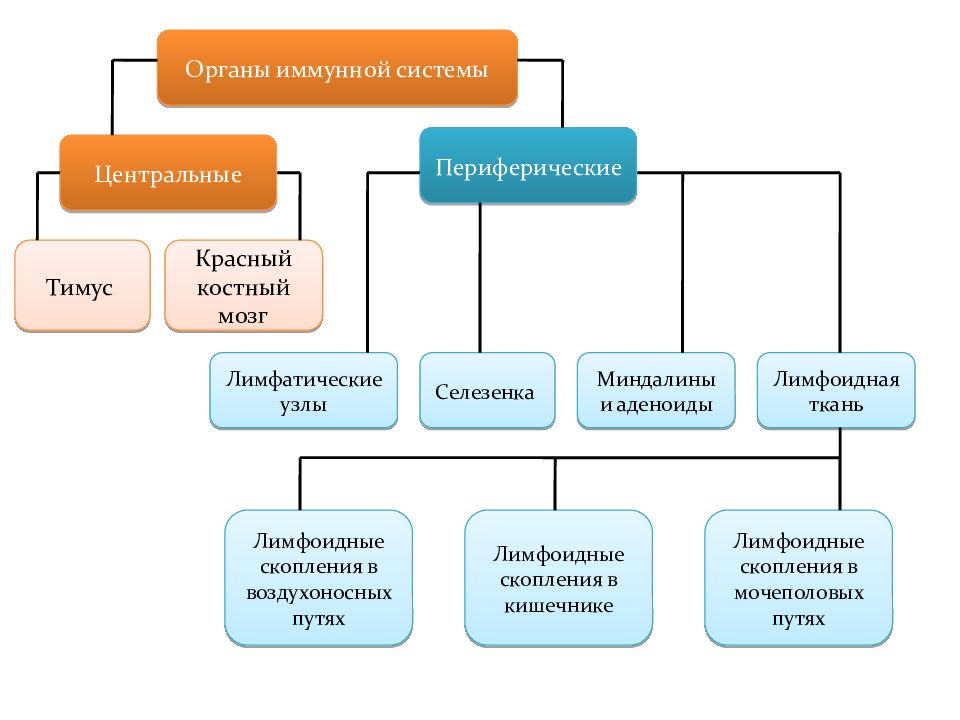 Схема демонстрирующая расположение центральных и периферических органов иммунитета