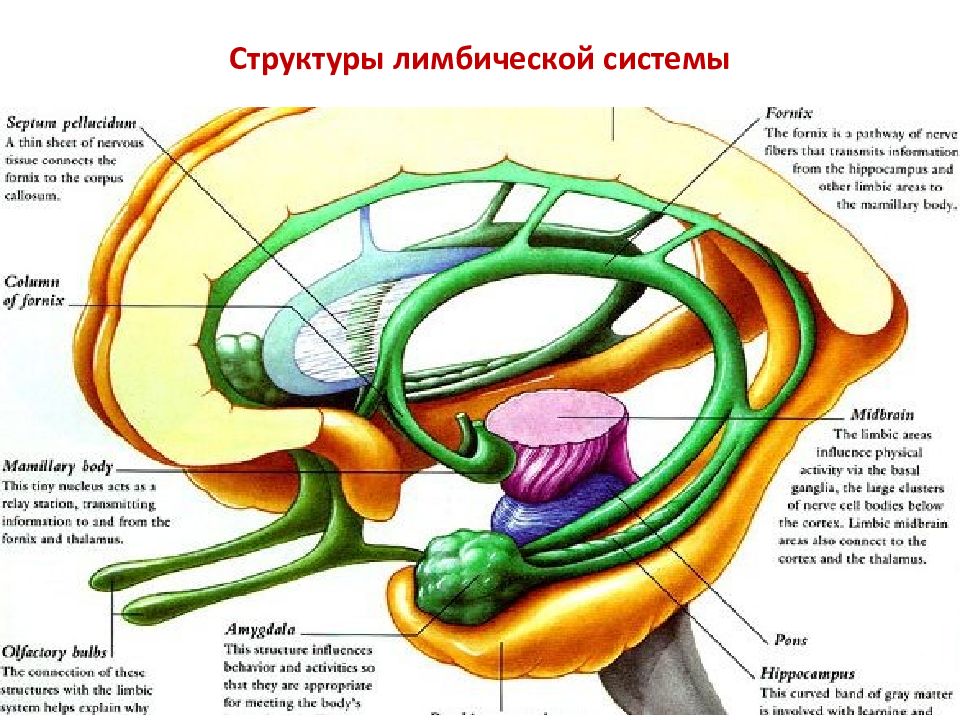 Лимбическая система презентация физиология