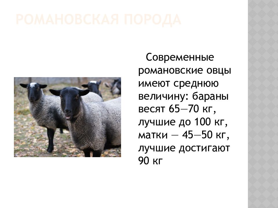 Живой вес овец