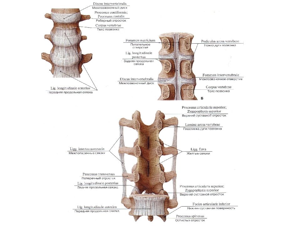 Соединения позвоночника суставы. Передняя продольная связка l2-l5. Задняя продольная связка позвоночного столба. Соединения отростков позвонков. Связочный аппарат позвоночника анатомия.