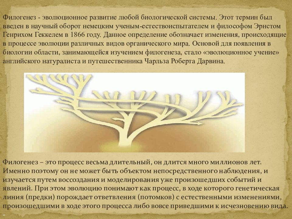 Филогенез это. Филогенез это в биологии. Недоразвитие органов в процессе филогенеза. Филогенез книга. Процесс филогенеза Чарльз Дарвин.