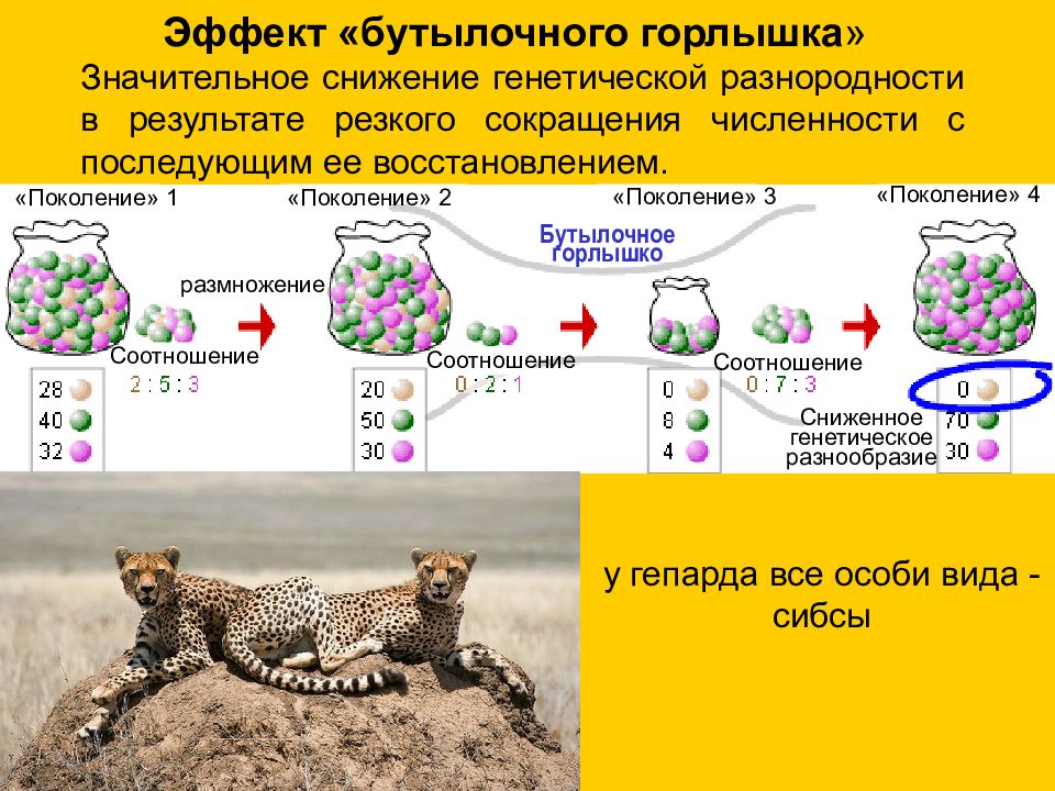 Эффект поколения. Принцип бутылочного горлышка биология. Дрейф генов бутылочное горлышко. Эффект бутылочного горлышка и дрейф генов. Популяционные волны эффект бутылочного горлышка.