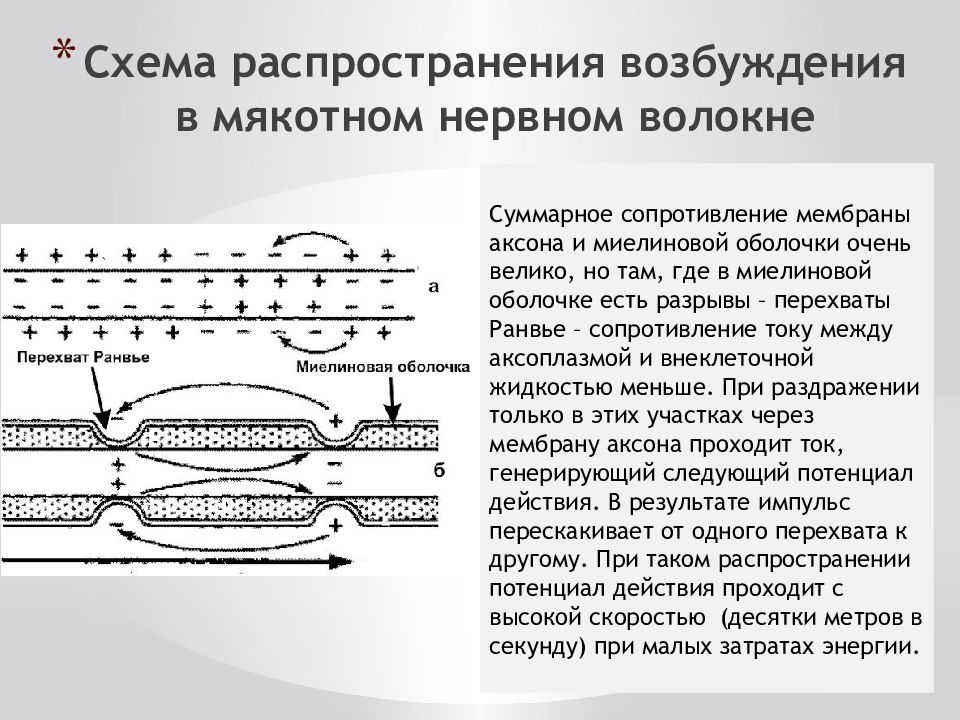 Возбуждение нервных волокон. Механизм проведения нервного импульса по мякотным волокнам.. Проведение импульса в мякотных волокнах. Проведение возбуждения в мякотных и безмякотных нервных волокнах. Возбуждение в миелиновых нервных волокнах схема.