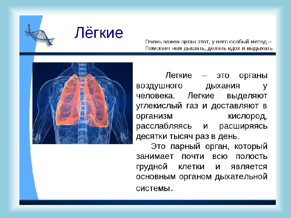 Краткие анатомо физиологические сведения об организме человека презентация