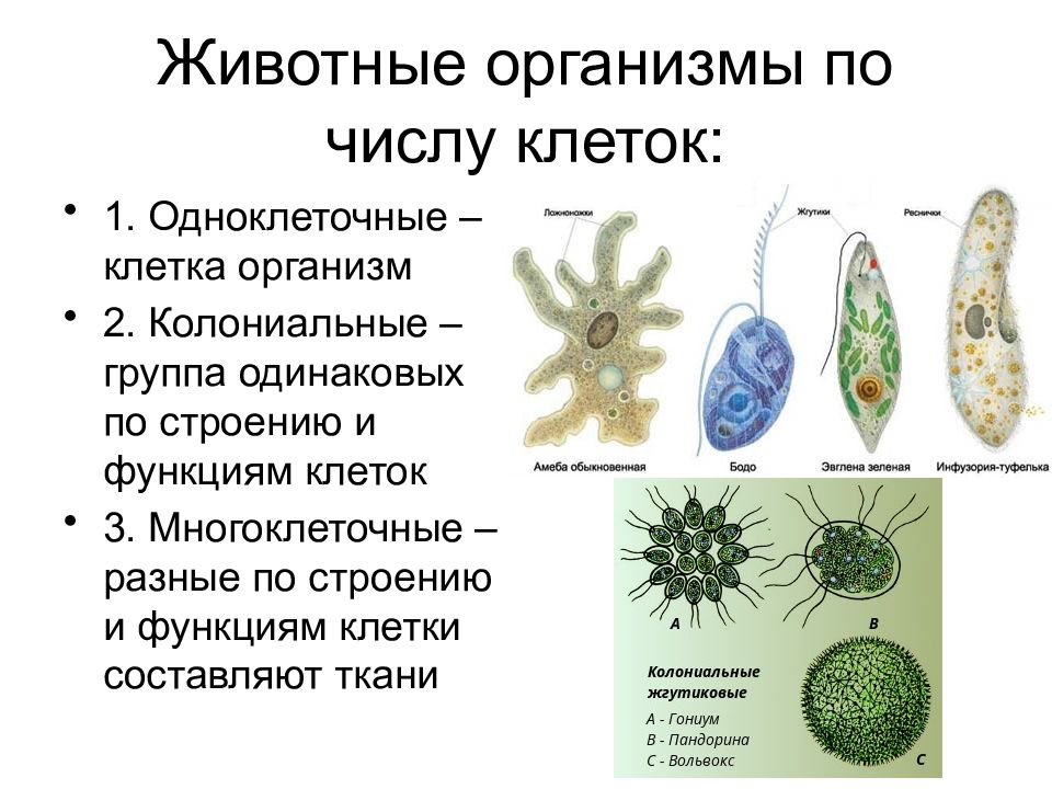 Одноклеточные и многоклеточные организмы 5 класс презентация