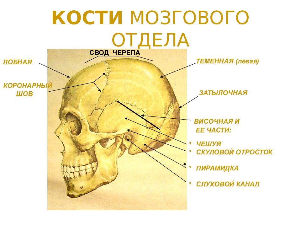 Свод и основание черепа