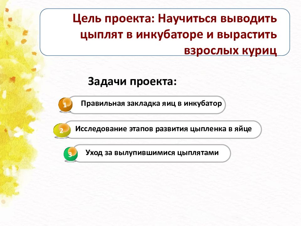 Выведение цыплят в домашних условиях проект