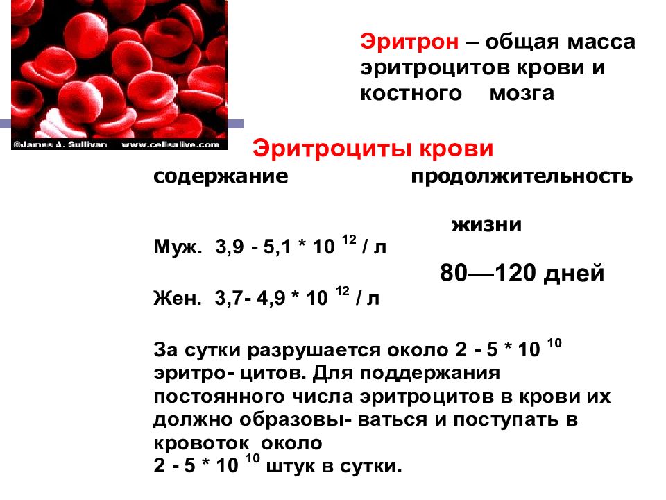 Что означает гемоглобин в крови у мужчин. Норма содержания эритроцитов в крови взрослого человека. Содержание в норме в 1 мм3 эритроцитов. Норма в 1 л крови эритроцитов. Содержание эритроцитов в 1 л крови.