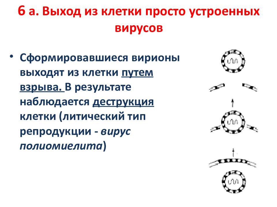 Просто устроенные. Способы выхода вируса из клетки. Выход вируса из клетки путем почкования. Типы выхода вирионов из клетки. Способы выхода вириона из клетки.