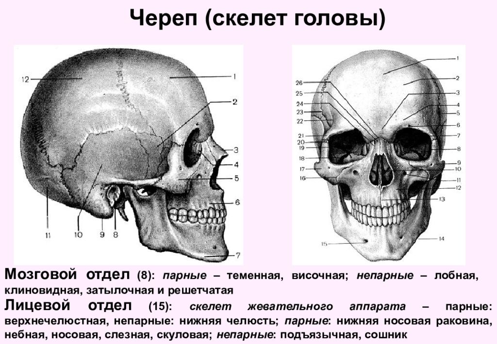 Лобная отдел скелета. Строение черепа спереди и сбоку. Лицевой отдел черепа анатомия. Анатомия головы кости черепа. Парные и непарные кости черепа.