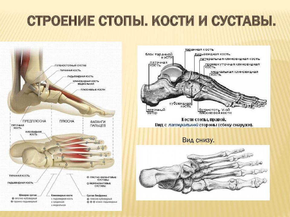 Строение стопы человека схема обозначение связок и костей и мышц и сухожилий