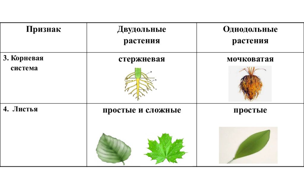 Листья однодольных растений. Однодольные и двудольные листья. Дуб однодольное или двудольное. Строение листьев однодольных и двудольных растений. Простые листья у однодольных или двудольных.