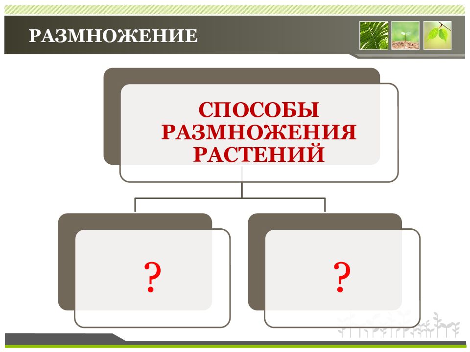 Презентация способы размножения растений презентация