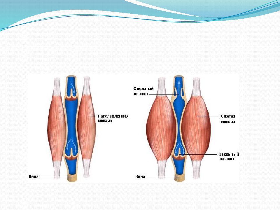 Мышцы сжаты. Строение мышц кровеносные сосуды. Вена камбаловидной мышцы. Кровеносные сосуды в мышцах. Мускулатура сосудов.