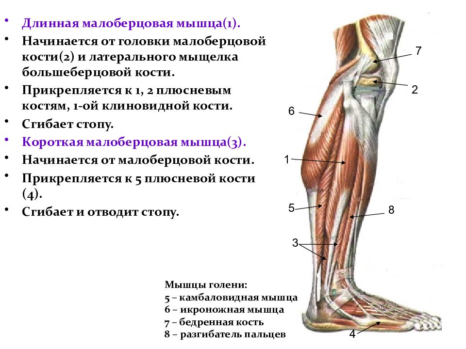 Сухожилия ноги человека в картинках