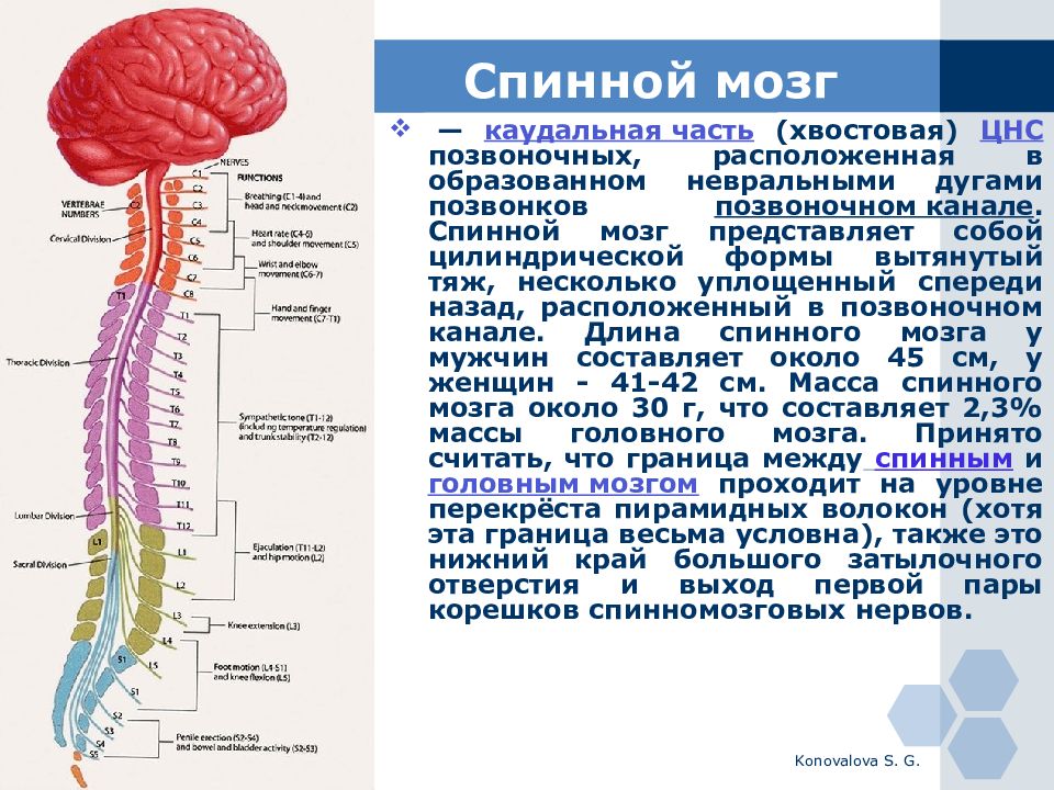 Нервная система анатомия презентация