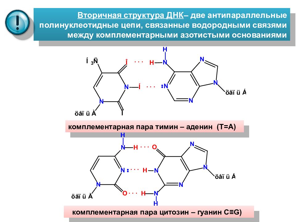 Известно что нуклеиновые кислоты антипараллельны. Строение ДНК аденин Тимин. Комплементарные пары гуанин аденин. Тимин гуанин цитозин аденин таблица пары. Строение полинуклеотидной Цепочки ДНК.