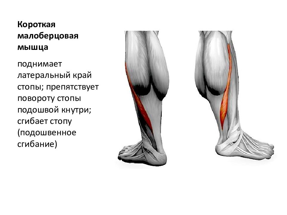 Верхний мышечно малоберцовый канал