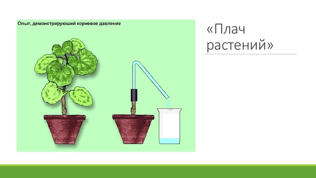 Опыт изображенный на рисунке служит доказательством 6. Опыты с растениями. Опыты по физиологии растений. Эксперименты с растениями для дошкольников. Опыт Корневое давление.