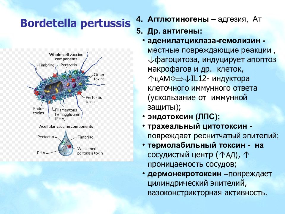 Ат к bordetella pertussis. Bordetella пертуссис. Бордетеллы антигенная структура. Bordetella pertussis коклюшный Токсин. Bordetella pertussis антигены.