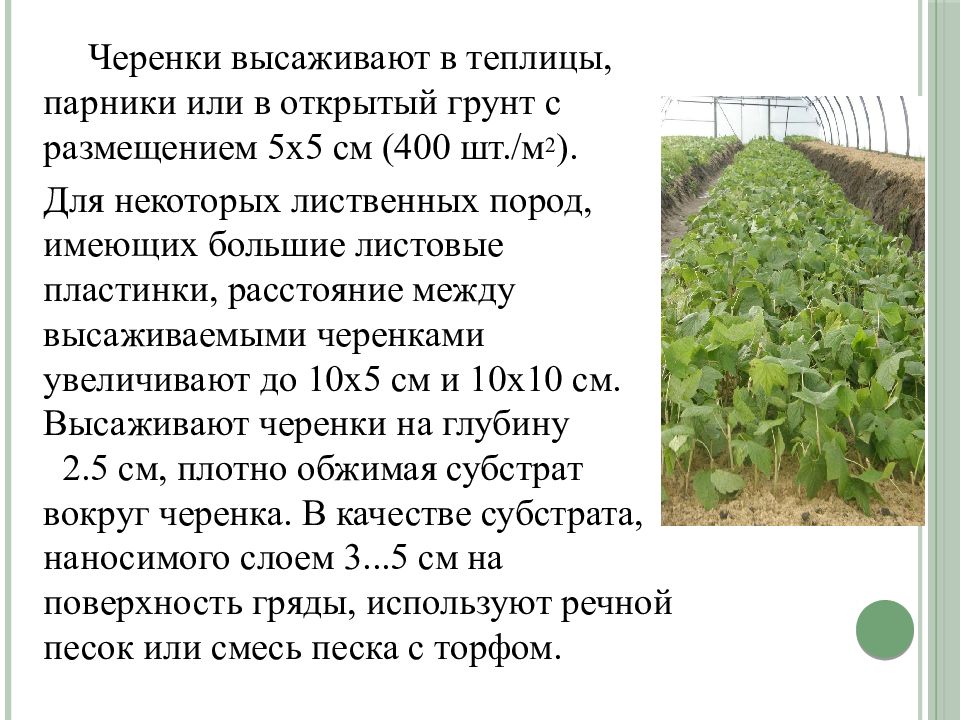 Лесные питомники презентация