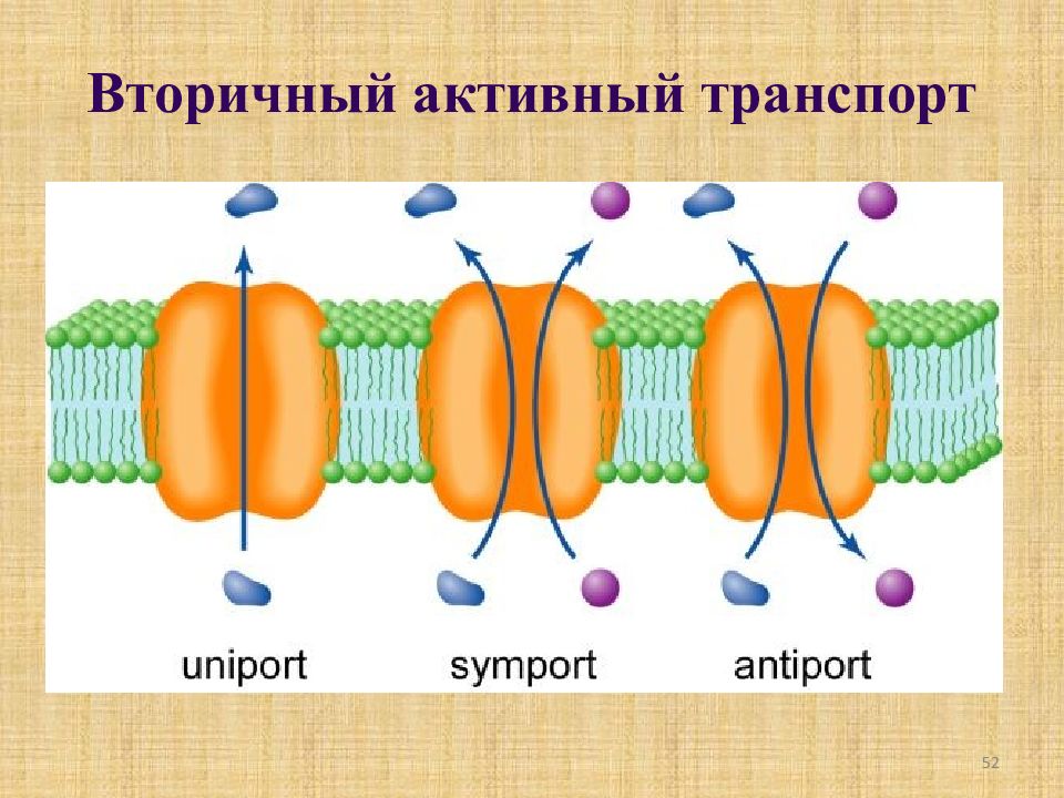 Активный транспорт мембраны. Унипорт симпорт антипорт. Унипорт симпорт антипорт механизмы переноса. Облегченная диффузия Унипорт симпорт антипорт. Унипорт активный транспорт.