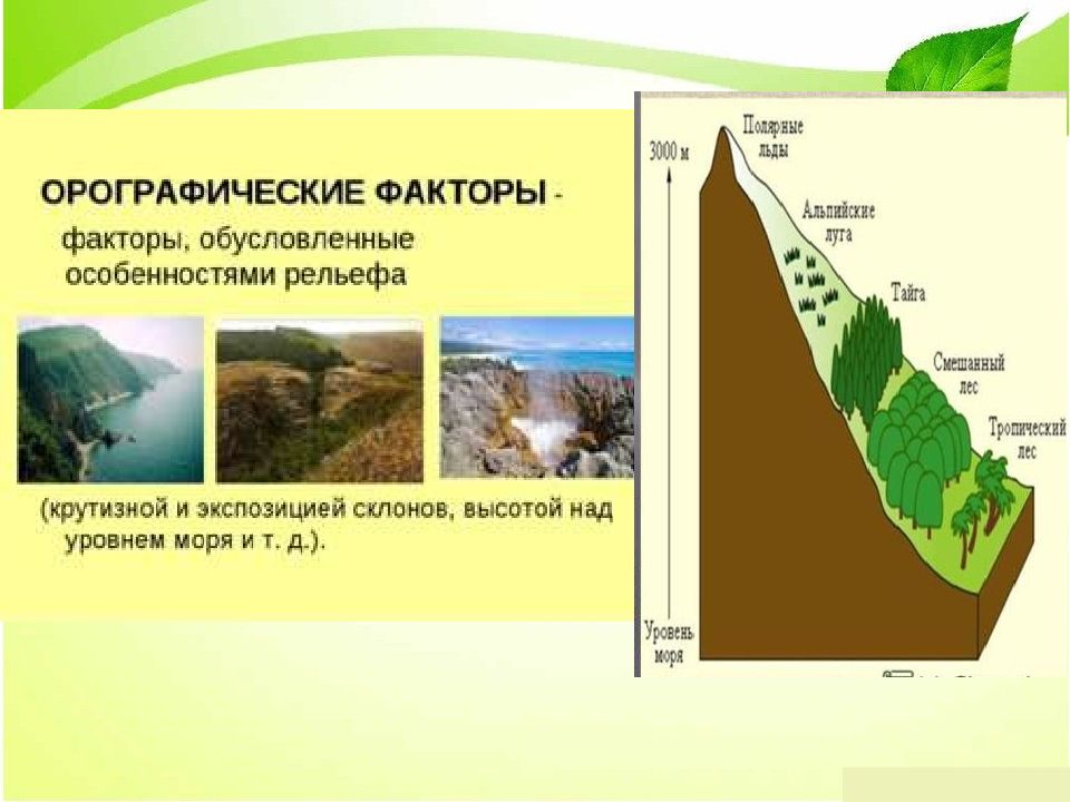 Презентация влияние экологических факторов на растения. Влияние экологических факторов на растения. Экспозиция склона на что влияет. Почва как фактор окружающей среды. Экспозиция склона относится к экологическим факторам.