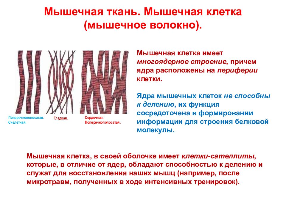 Особенности мышечной ткани. Структуры мышечной клетки. Мышечная клетка ОСОБЕННОСТИСТРОЕНИЕ. Мышечная клетка функции. Строение мышечной клетки.