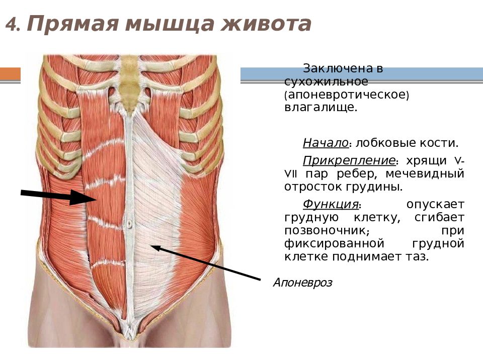 Мышцы живота рисунок