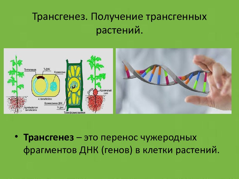 Геном растений. Трансгенез растений. ДНК растений. ДНК В растительной клетке.