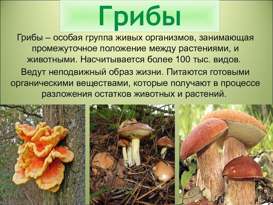Что такое прикрепленный образ жизни в биологии. Царство грибы многообразие грибов. Царства живых организмов грибы. Грибы особое царство живых организмов. Царство грибов презентация.