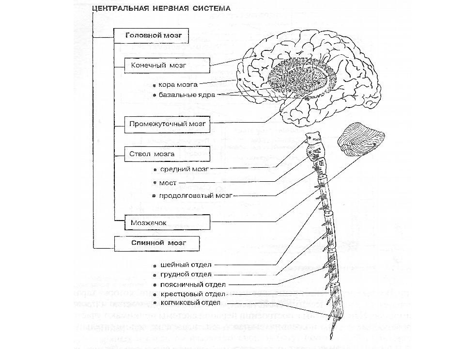 Схема демонстрирующая взаимосвязь спинного и головного мозга