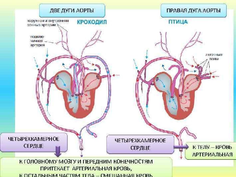 Правая дуга аорты у млекопитающих