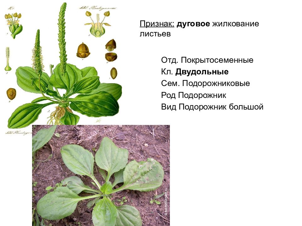 Подорожник схема строения