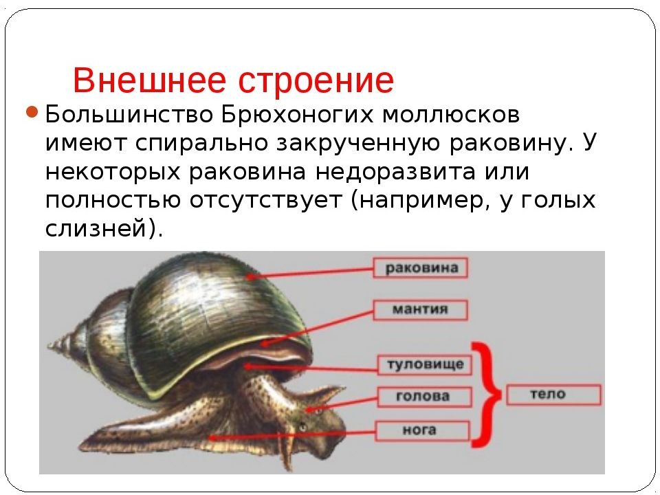 Рассмотрите рисунок с изображением раковин моллюсков к какому классу относят моллюска имеющего