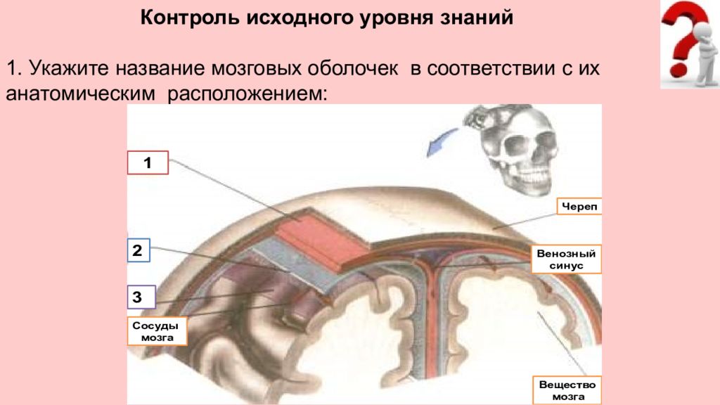 Нервная система пропедевтика презентация