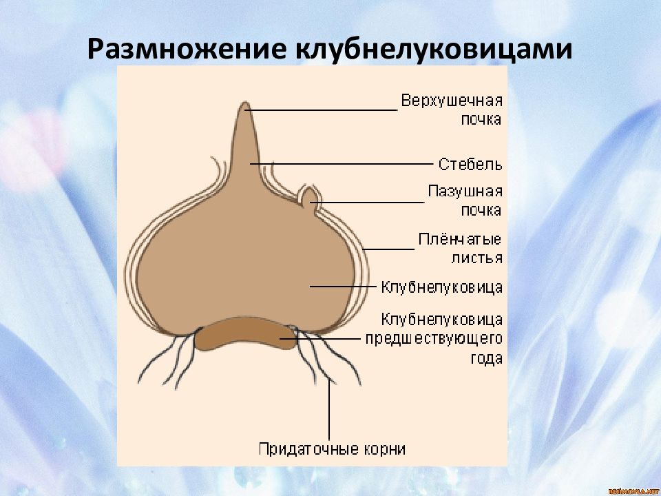 Клубнелуковица. Размножение растений клубнелуковицами. Строение луковицы гладиолуса. Клубнелуковица строение.