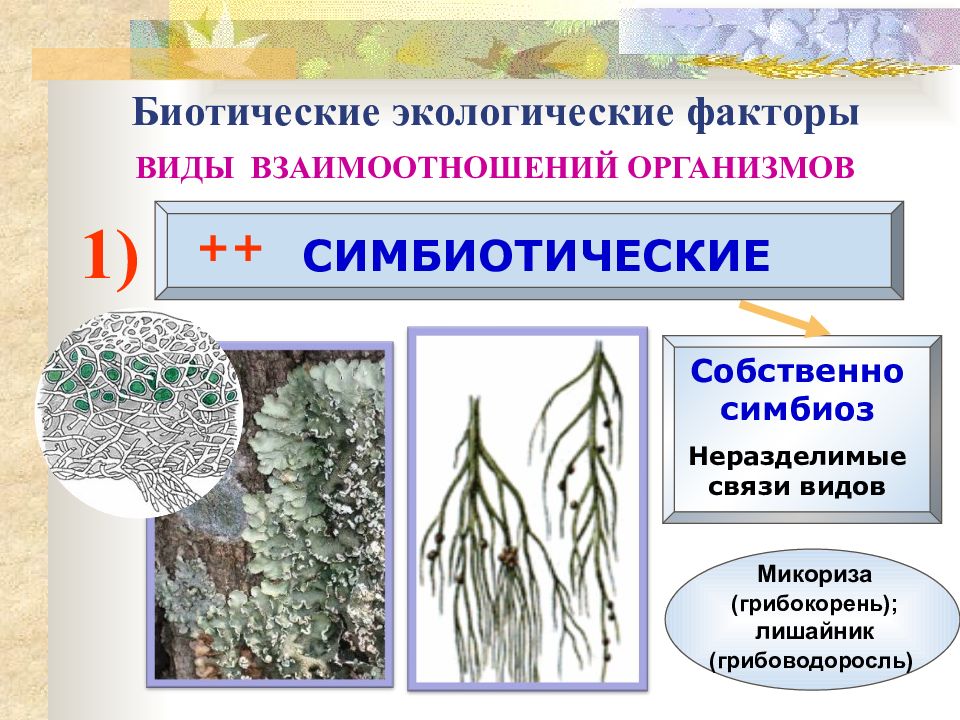 Биотические связи схема