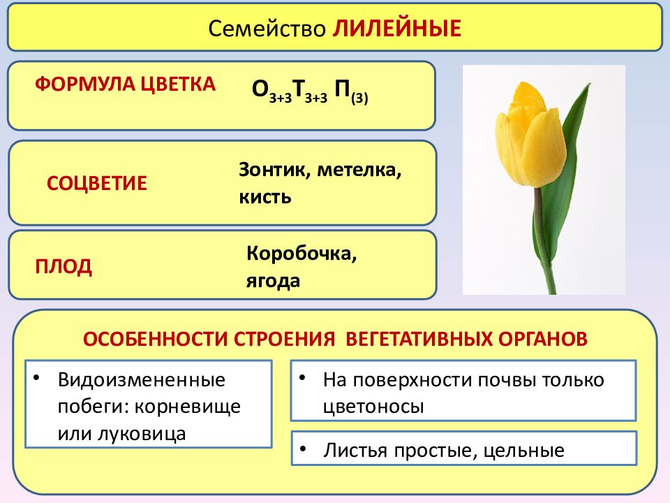 Формула и диаграмма лилейных