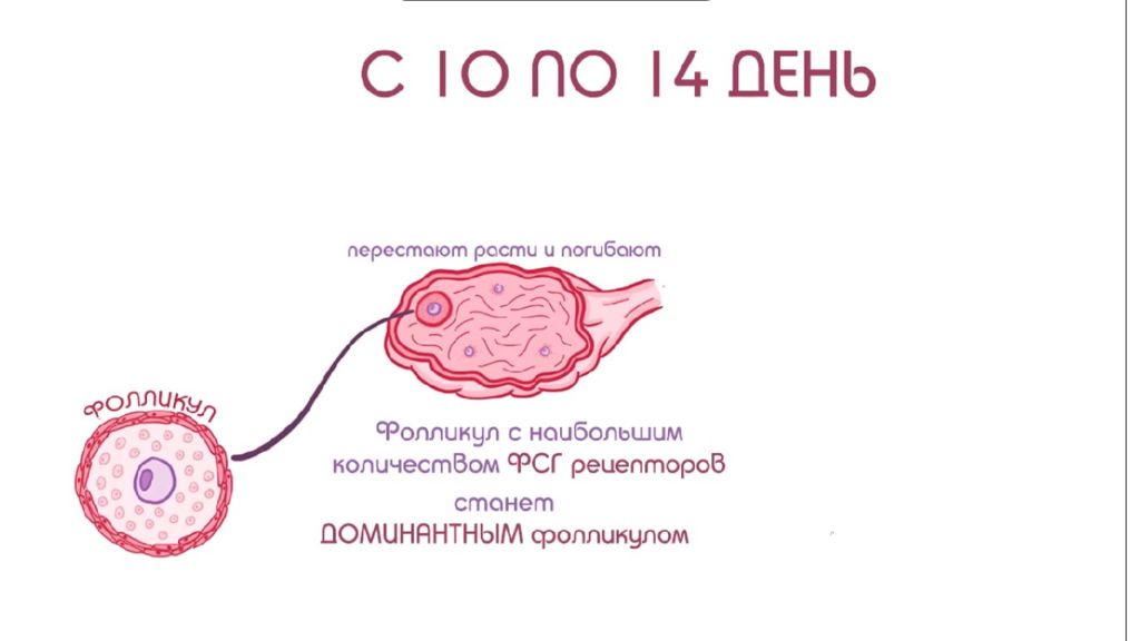 53 года месячные. Менструальный цикл. Нормальный менструальный цикл. Презентация современные представления о менструальном цикле.