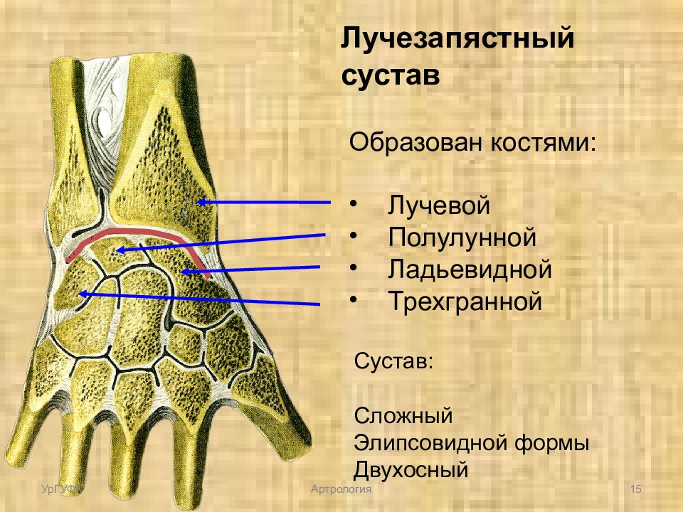 Лучезапястный сустав это. Суставные поверхности лучезапястного сустава. Кости, образующие лучезапястный сустав. Лучезапястный сустав какими костями образован. Лучезапястный сустав образуют кости.