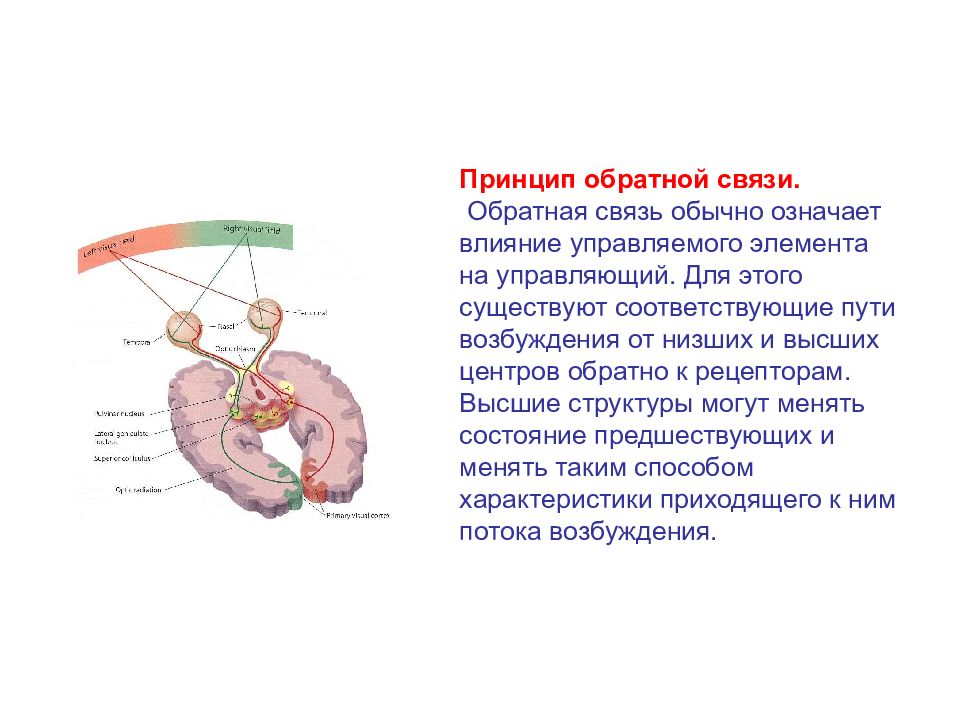 Принцип обратной связи. Принцип обратной связи сенсорной системы. Схема пути сенсорного возбуждения. Обратная связь сенсорных систем это.