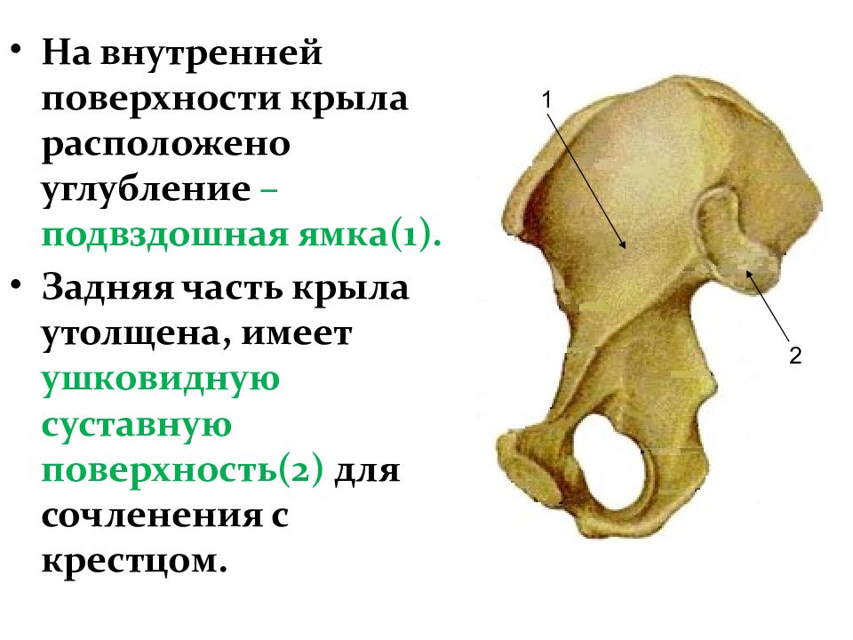 Верхняя передняя подвздошная кость. Ушковидная суставная поверхность. Подвздошная кость анатомия. Подвздошная ямка. Подвздошная кость где находится.