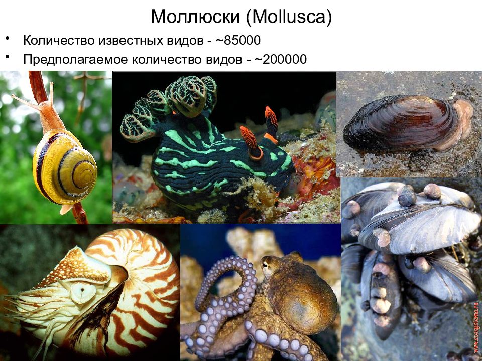 Какие виды моллюсков. Тип моллюски многообразие. Разнообразие беспозвоночных. Моллюски названия животных. Многообразие видов моллюсков.