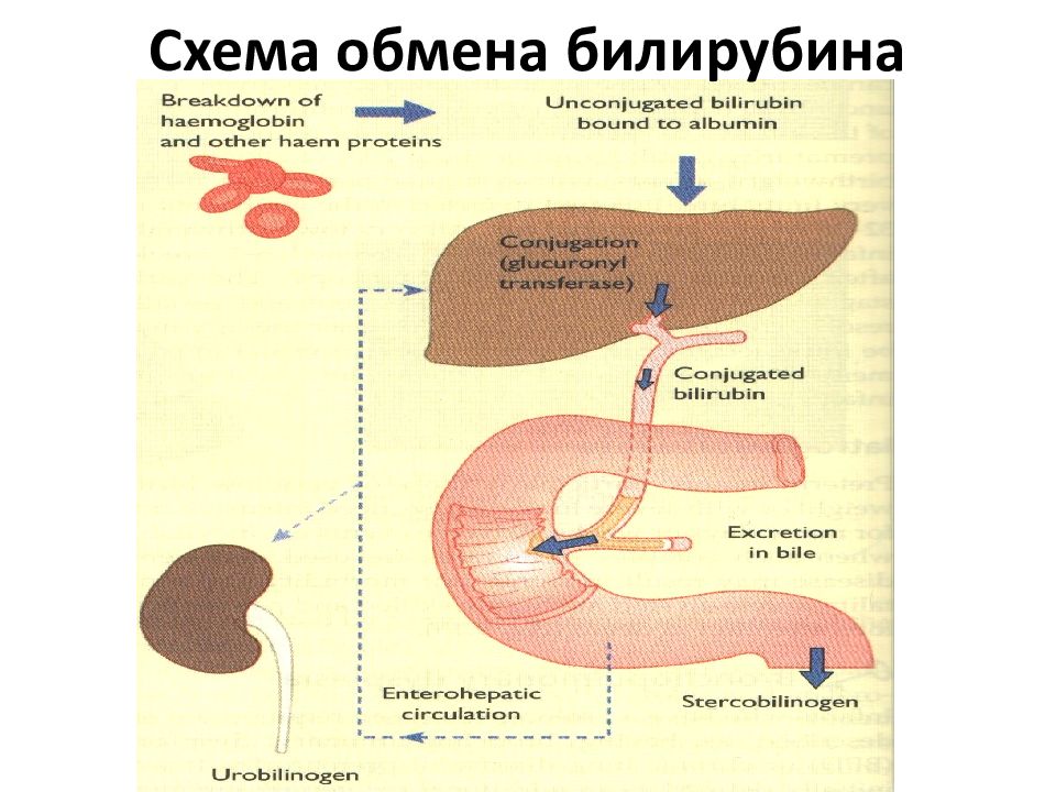 Путь билирубина в организме схема