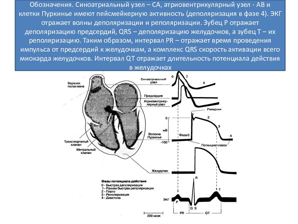 Нарушение ритма сердца у детей презентация